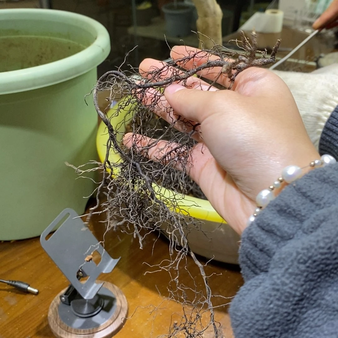 小晴老鸦柿阴芽。。