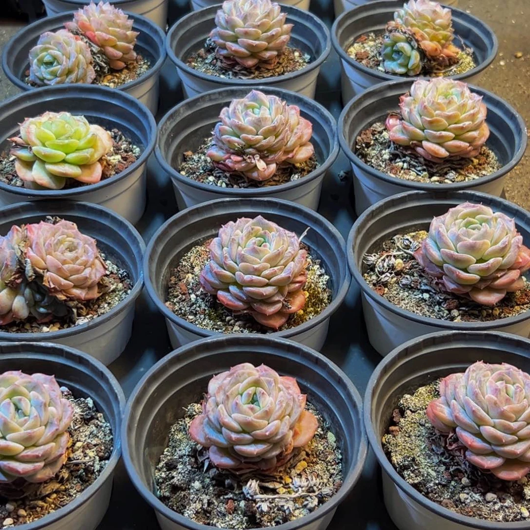 542大热天的一天从早上