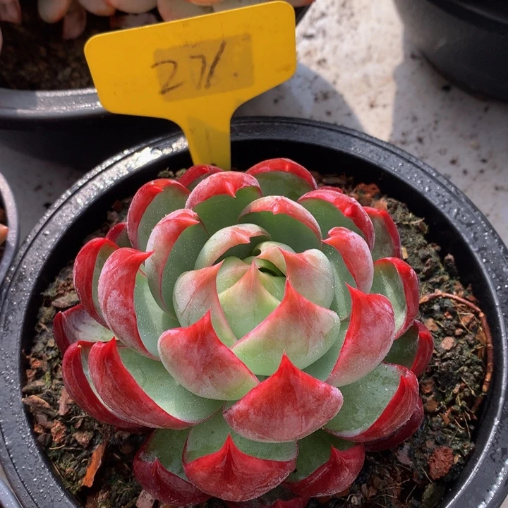 惊鸿仙子读肉植物77272772