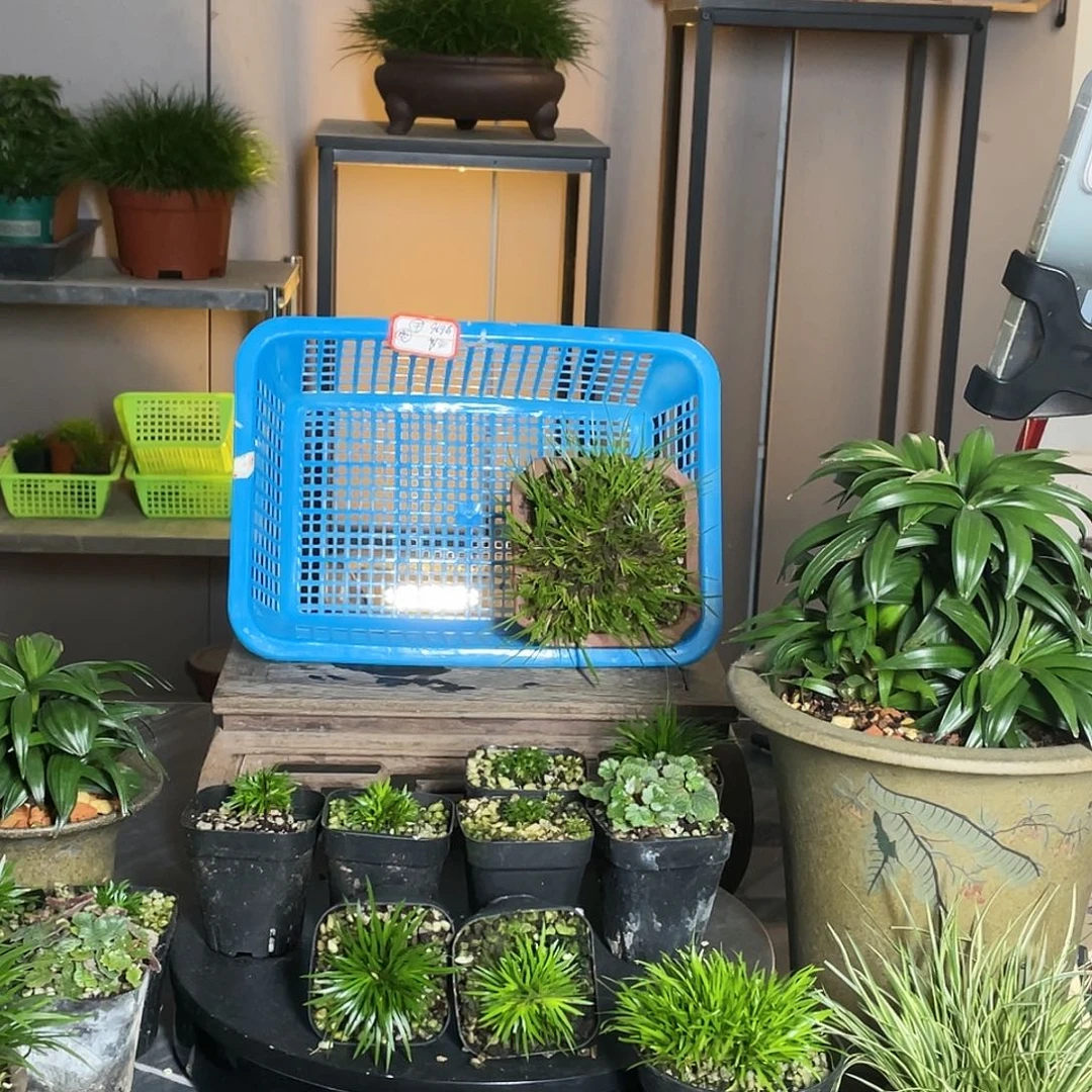 【闪购商品】不开花植物