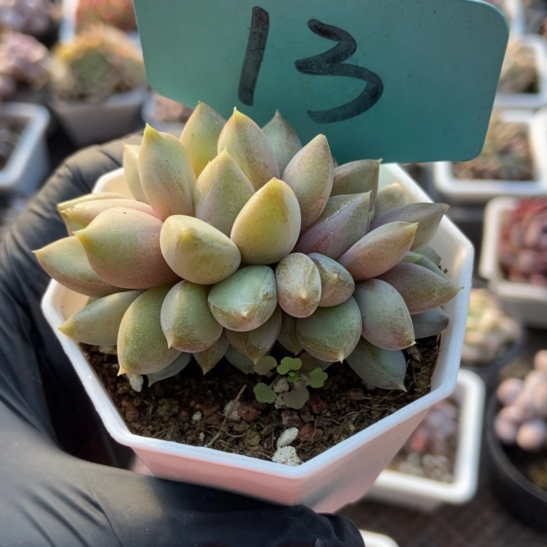 13红象牙多肉植物多肉