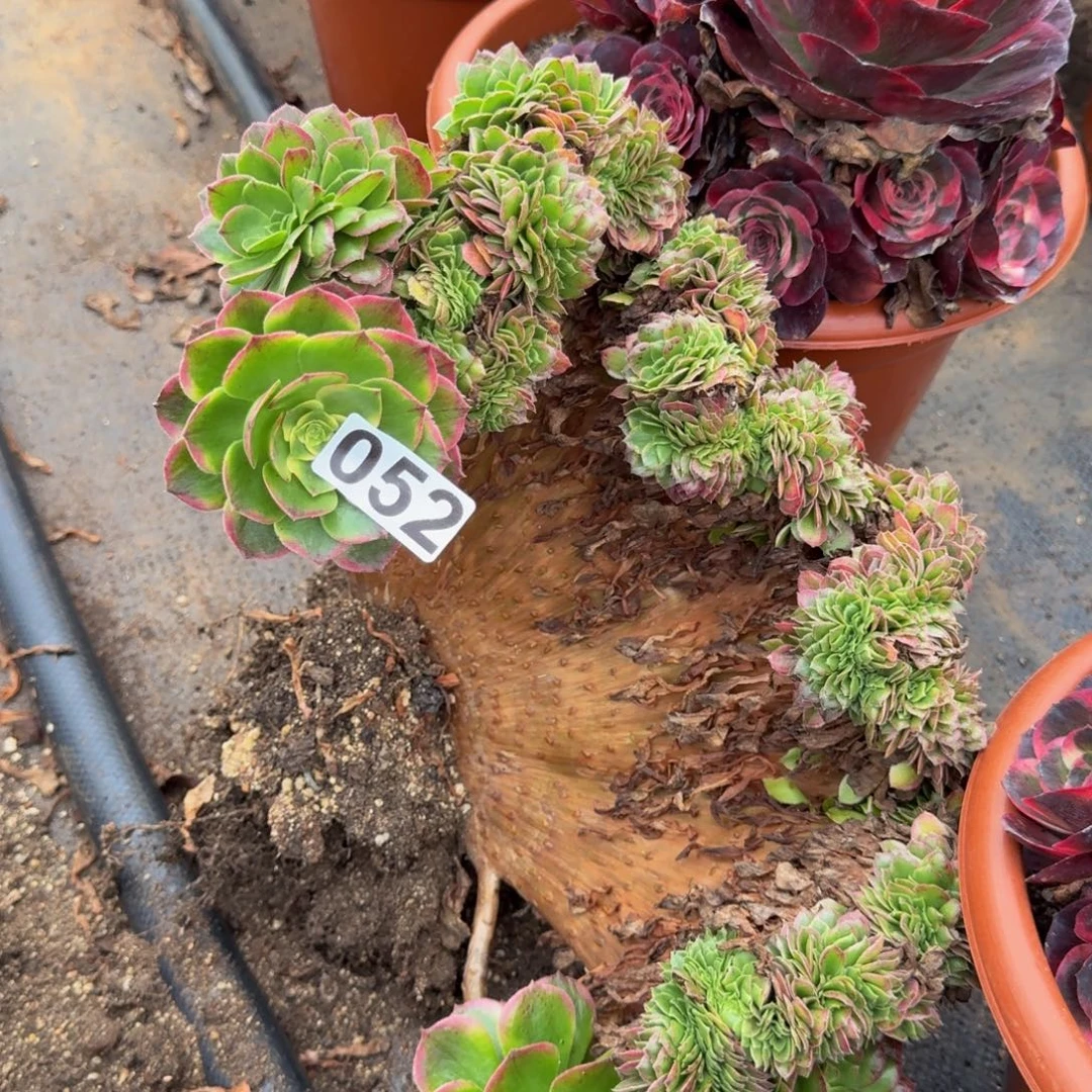052多肉植物海王缀