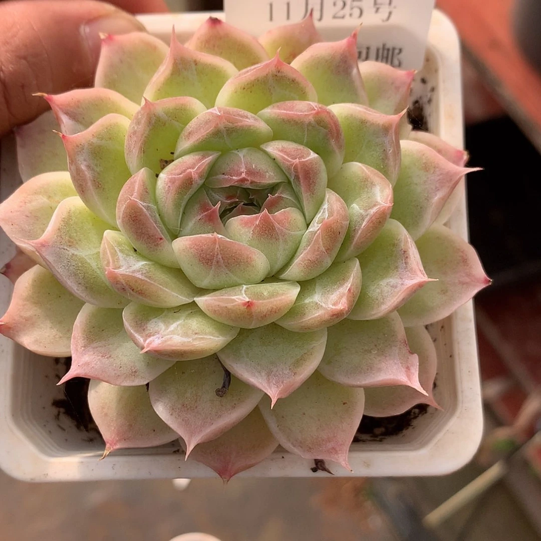 【闪购商品】云555号美心