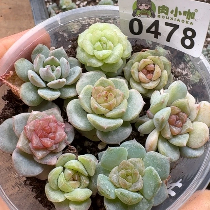 多肉植物多肉植物