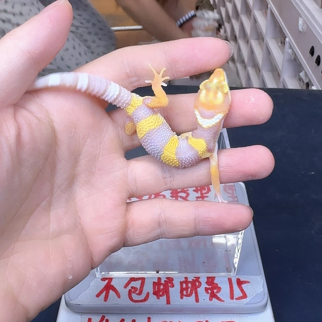 豹纹守宫哈哈哈哈