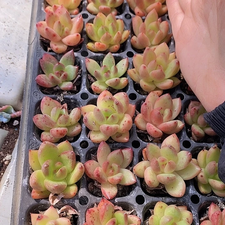 127-128 多肉植物盆栽花卉