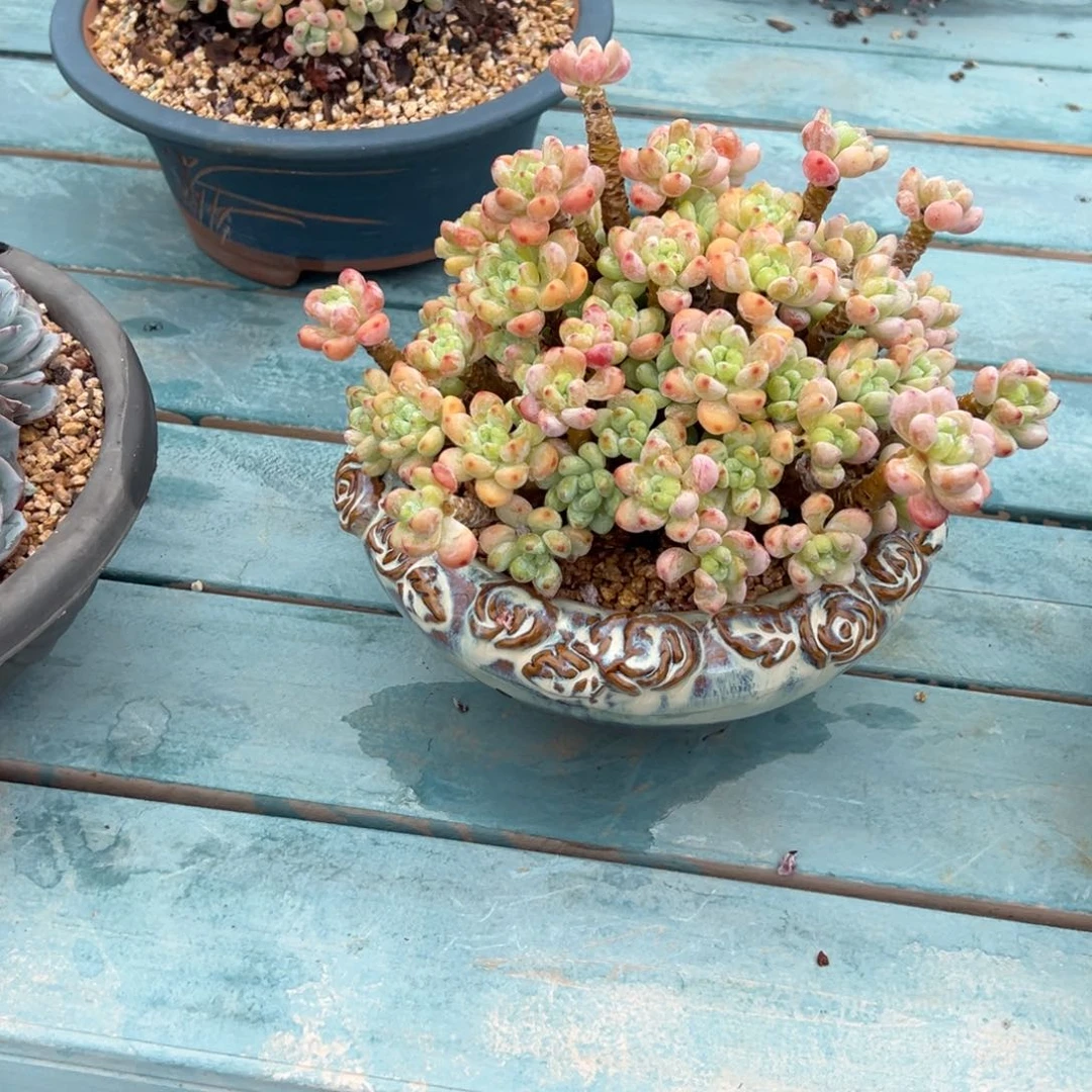 暖****罗琦带盆多肉植物不包物流