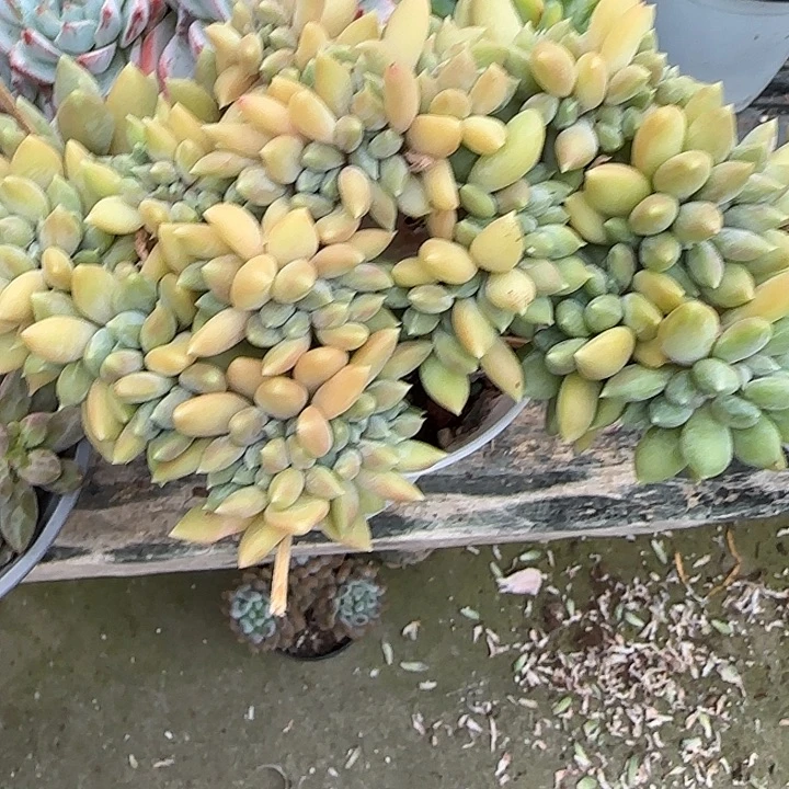 琪***琪青蛙王子儿童牙膏11