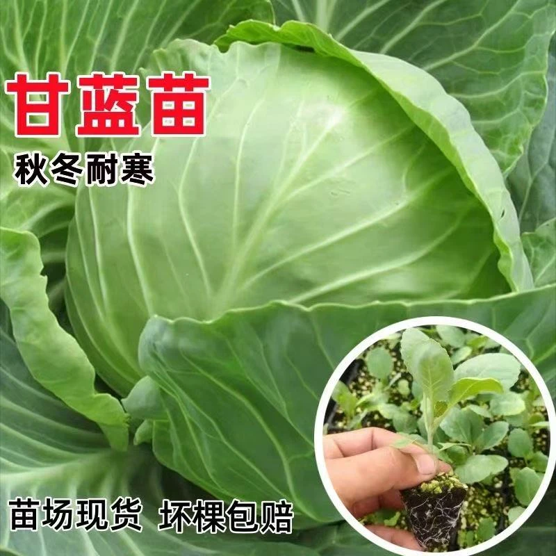 绿甘蓝苗圆包菜平台包菜秋冬耐寒蔬菜苗大田阳台庭院种植蔬菜种苗