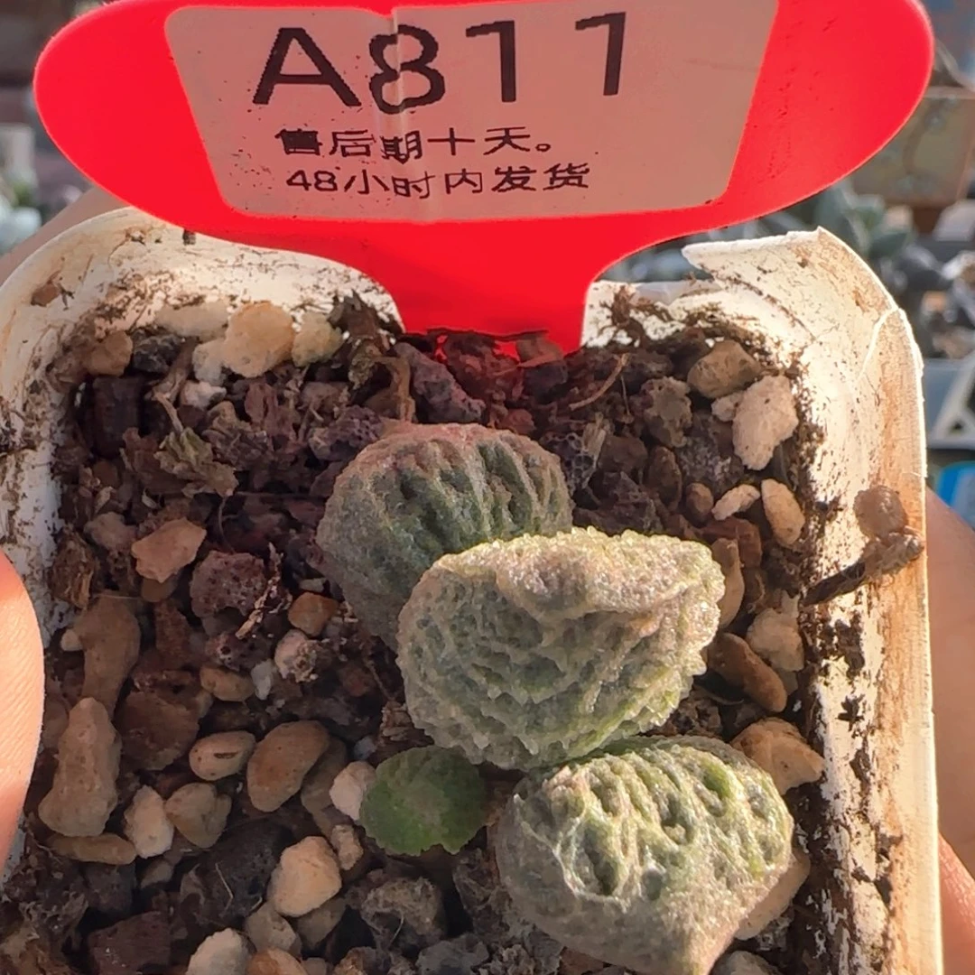 果***子福利。    811。