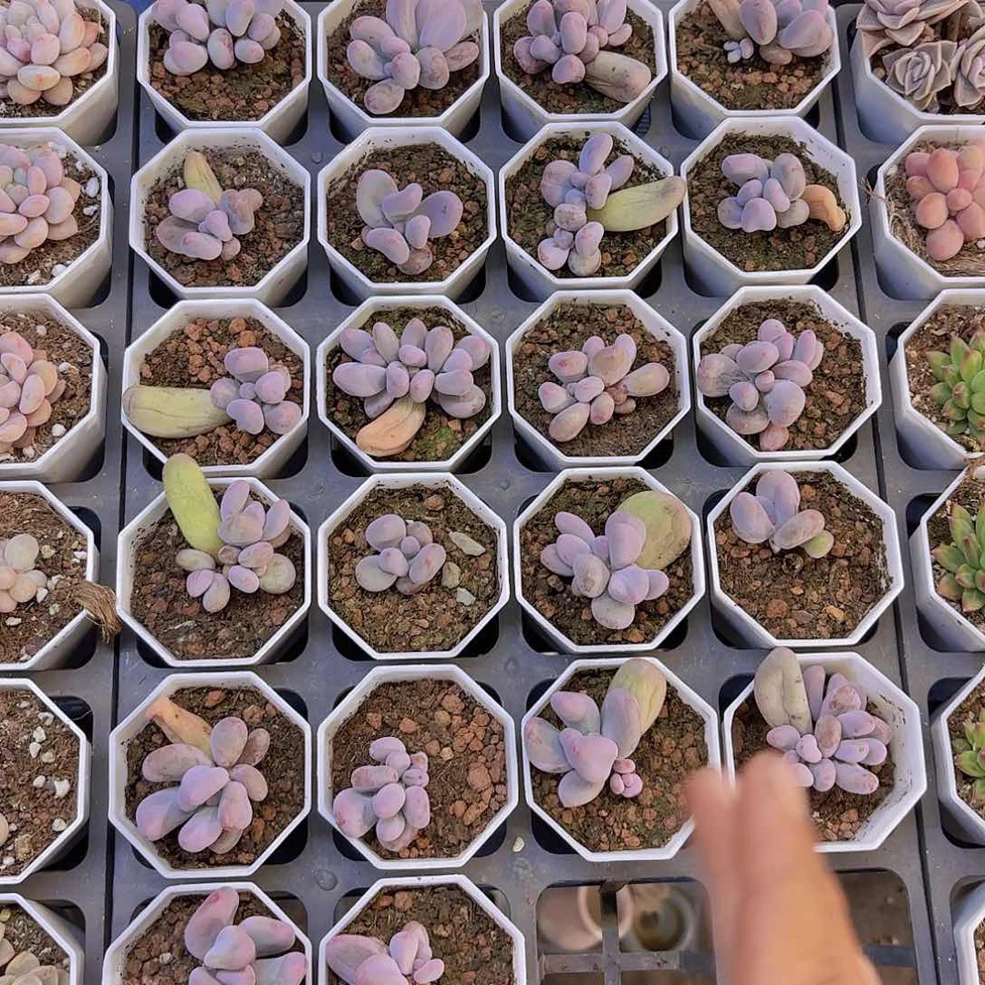Mike奶单头一颗量拍