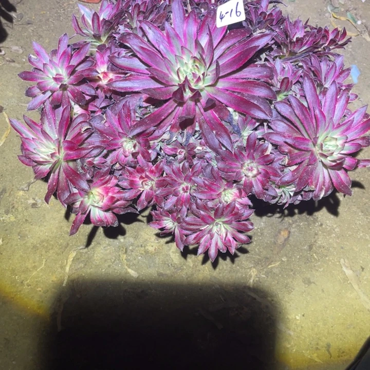 1-4-16孔雀超白锦