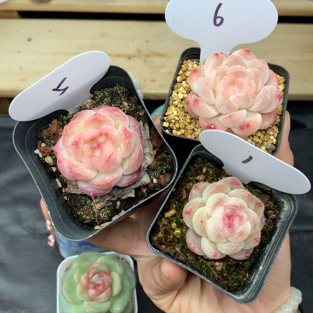 小*儿珍妮3棵专拍1.5.6