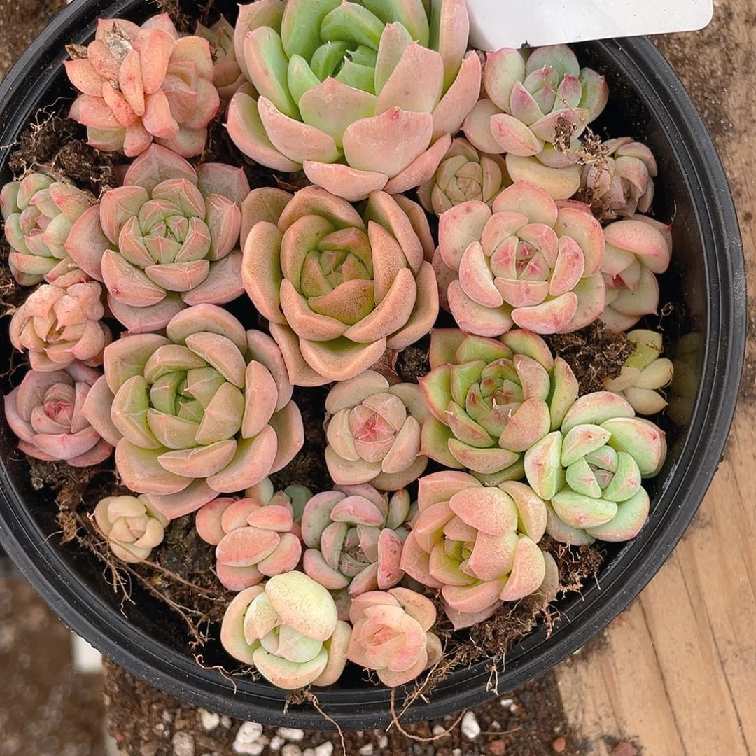 多肉植物多肉植物70