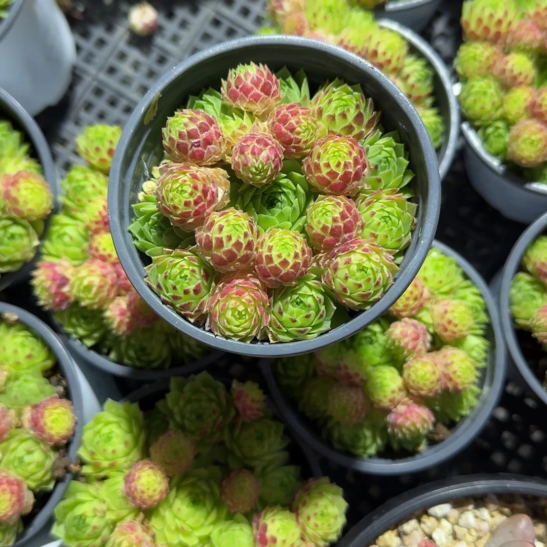 爱德华球多肉植物