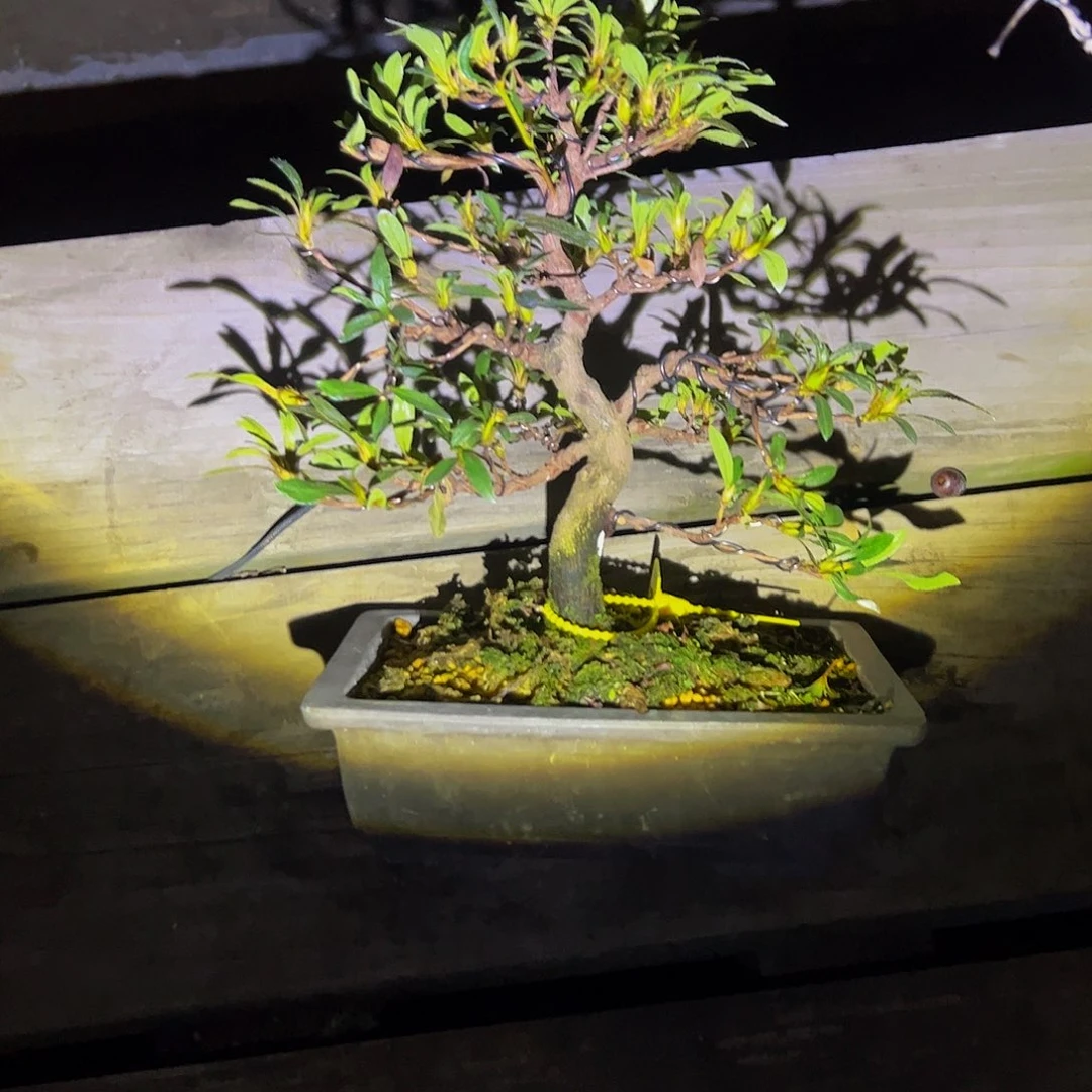 盆景盆景不包邮涵****业