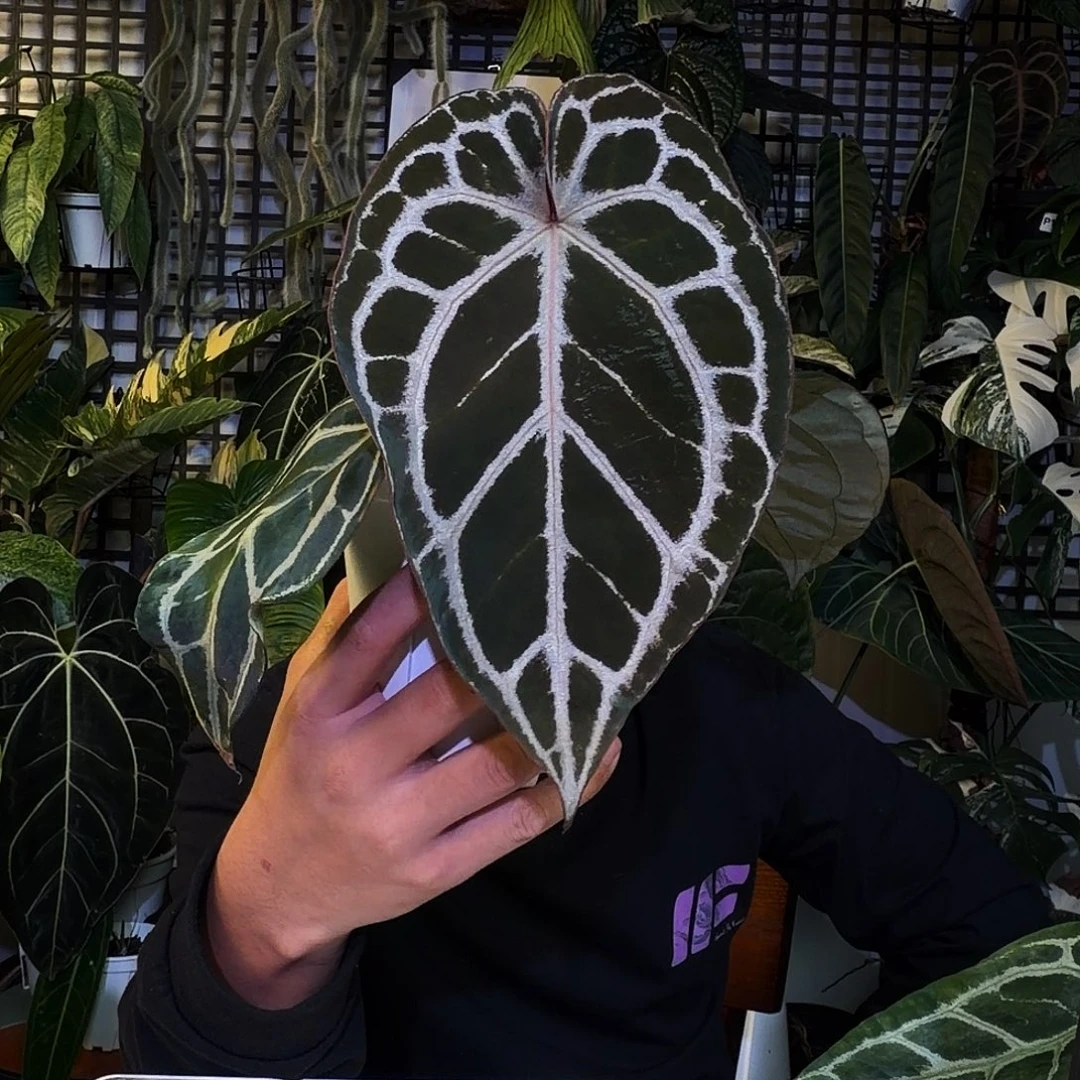 完全开放X200红水晶