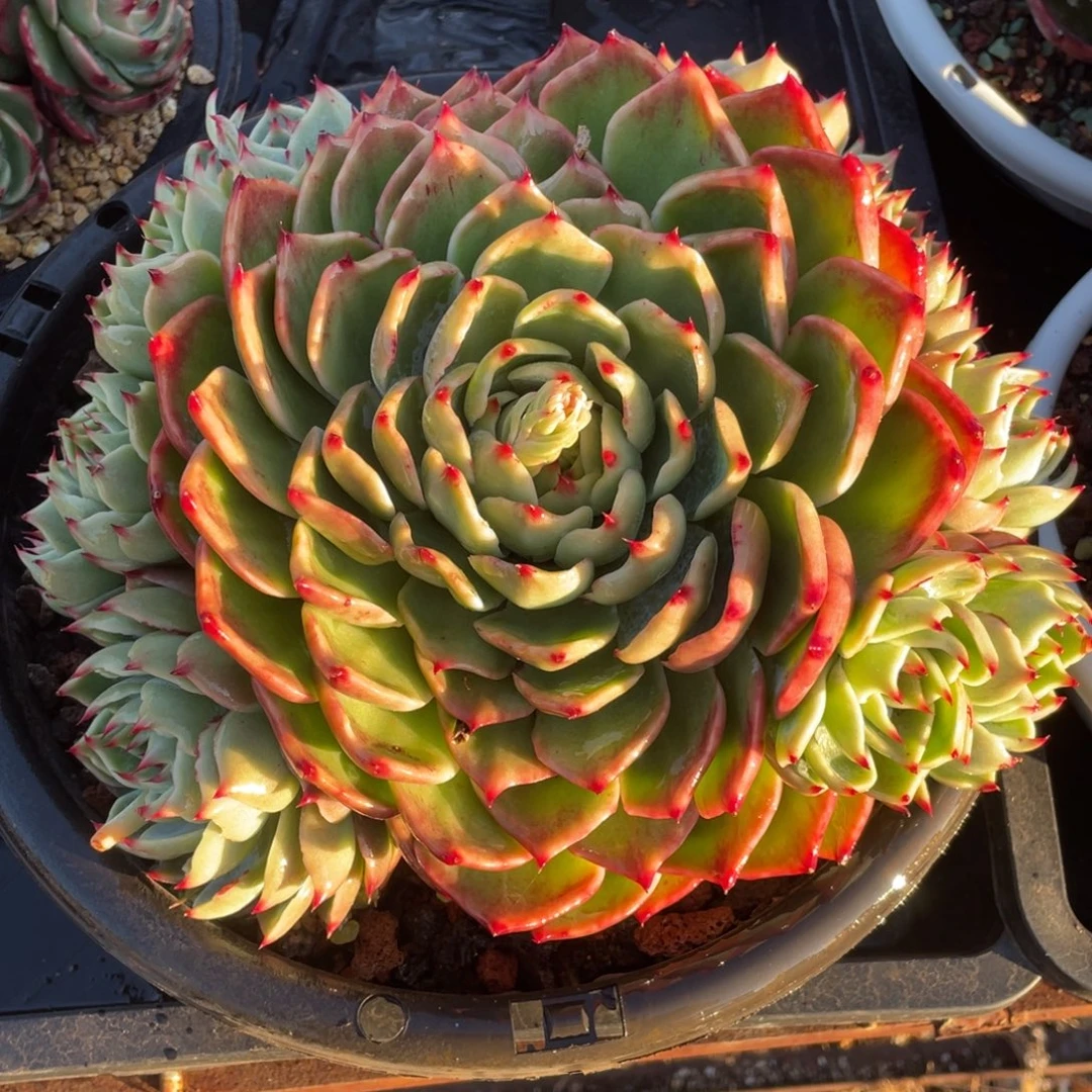 惊鸿仙子十捧一群