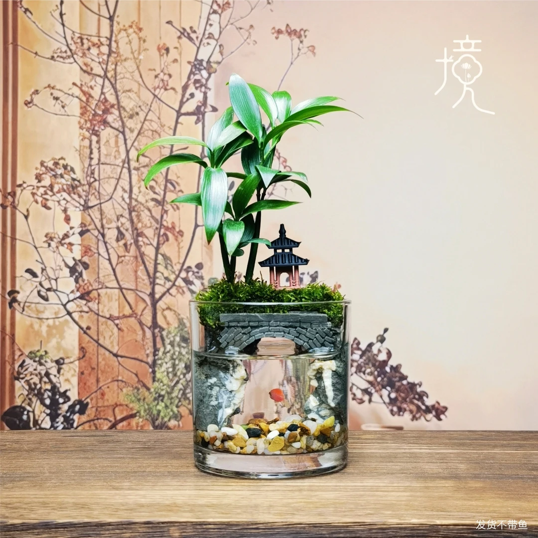 [江南3.0-O]竹柏成品创意真绿植苔藓桌面中式国风禅意摆件10*10cm