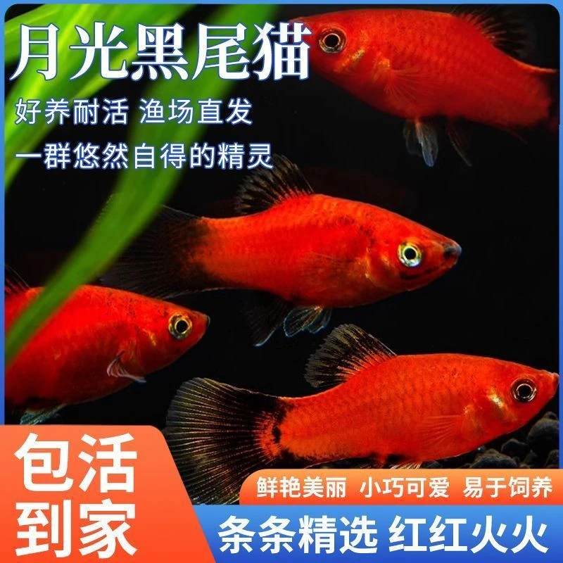月光黑尾猫鱼小型胎生米奇观赏鱼耐活好养适合新手可与小型鱼混养