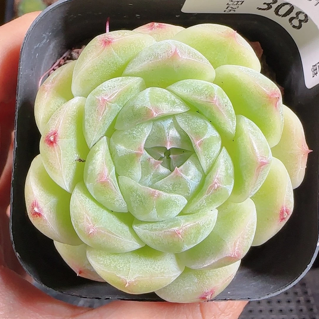 1026-308麦秆优选不包整