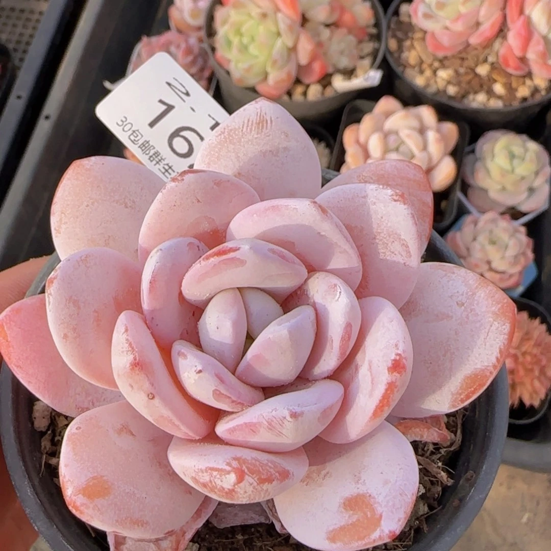 雪莲单头一颗脱土发货