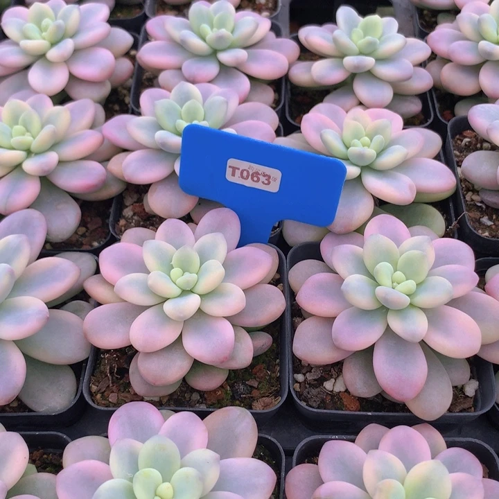 t063洛神锦单头脱土