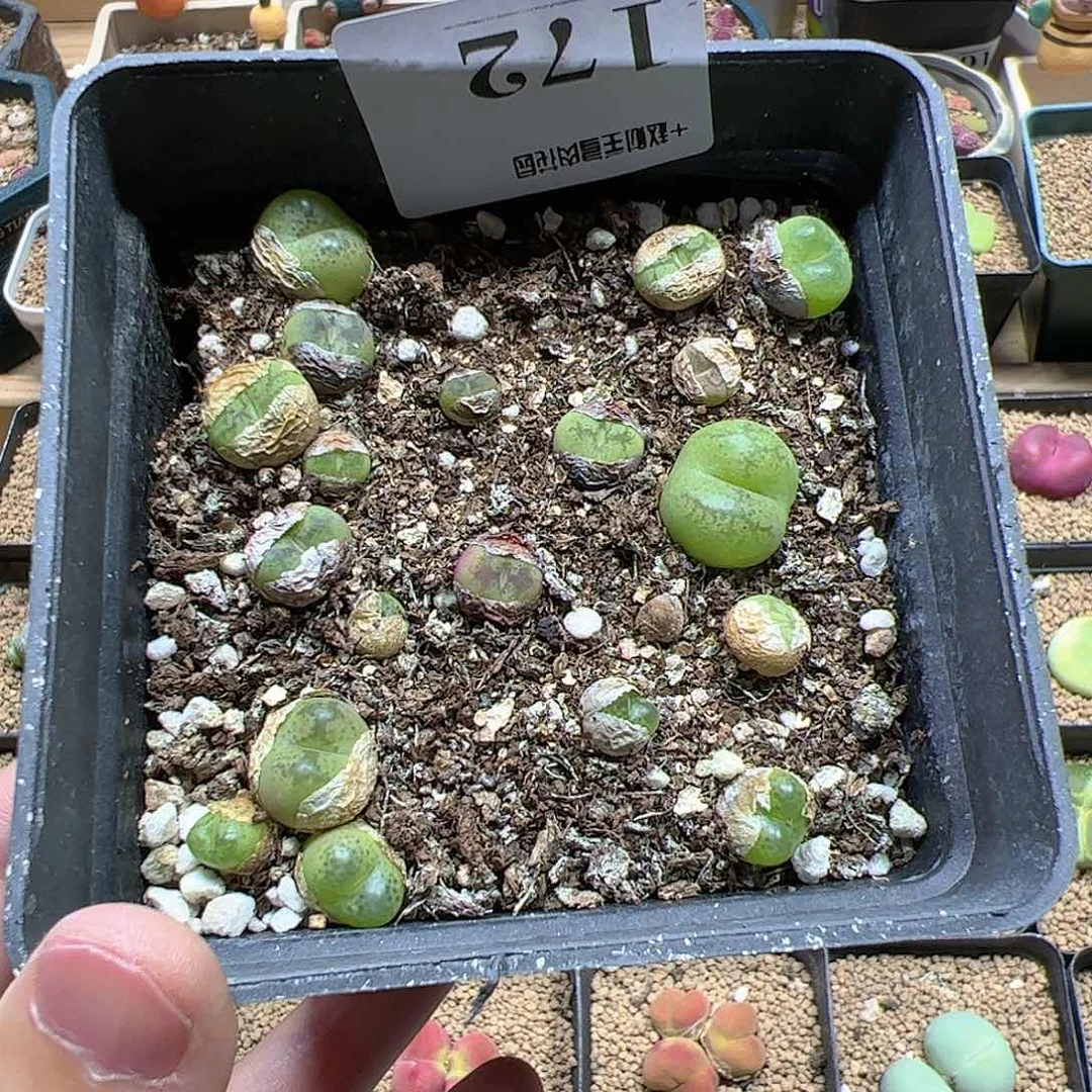 【闪购商品】172 开播福利