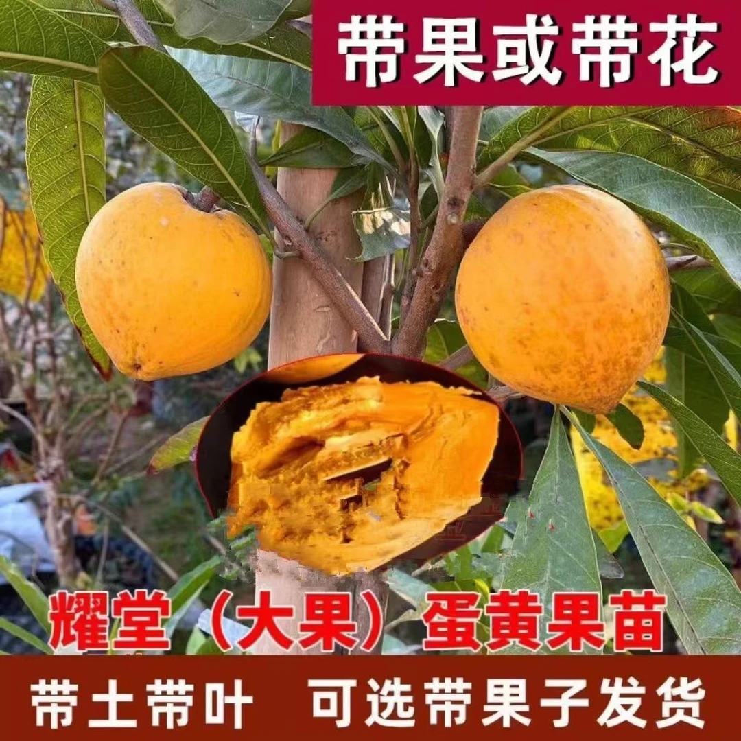 正宗海南蛋黄果苗树耀堂木瓜仙桃苗蛋黄果树苗水果树四季种植盆栽