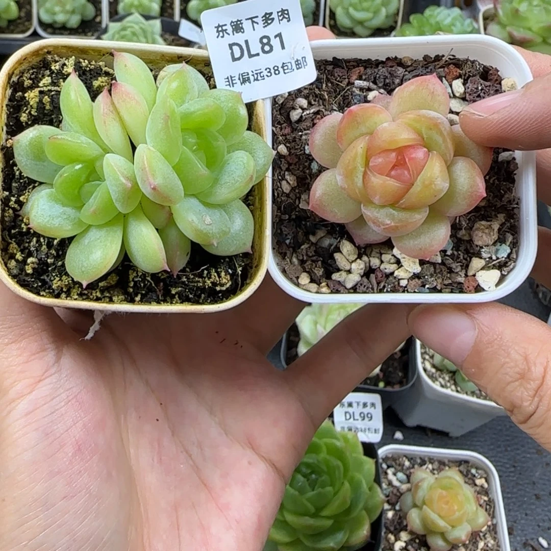 81东篱下多肉植物哈哈哈哈哈