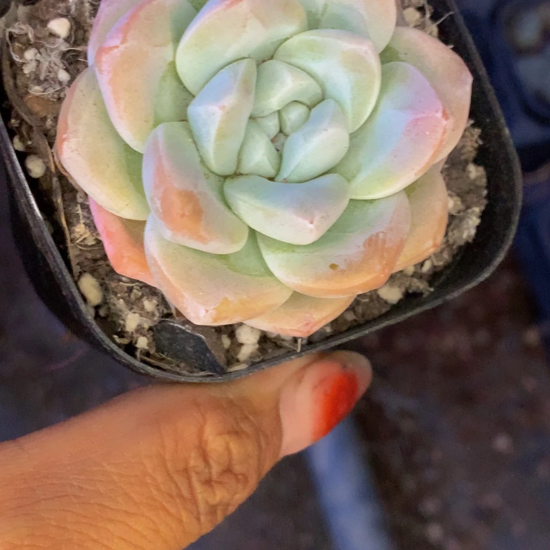 冰玉。1颗。（不满9.99发叶子）