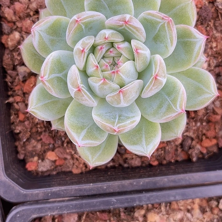 雪花珍妮（拍满18包邮）