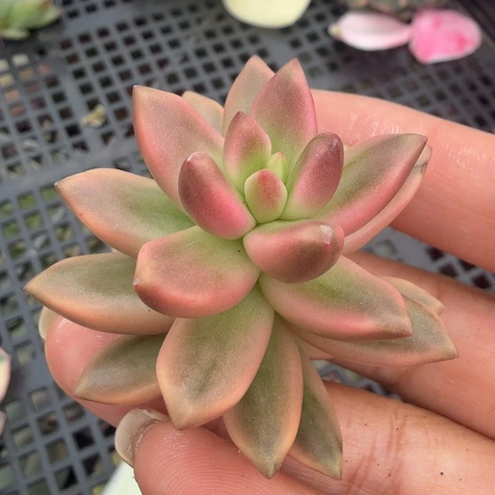 黑美人锦 腹轮锦无根 量拍