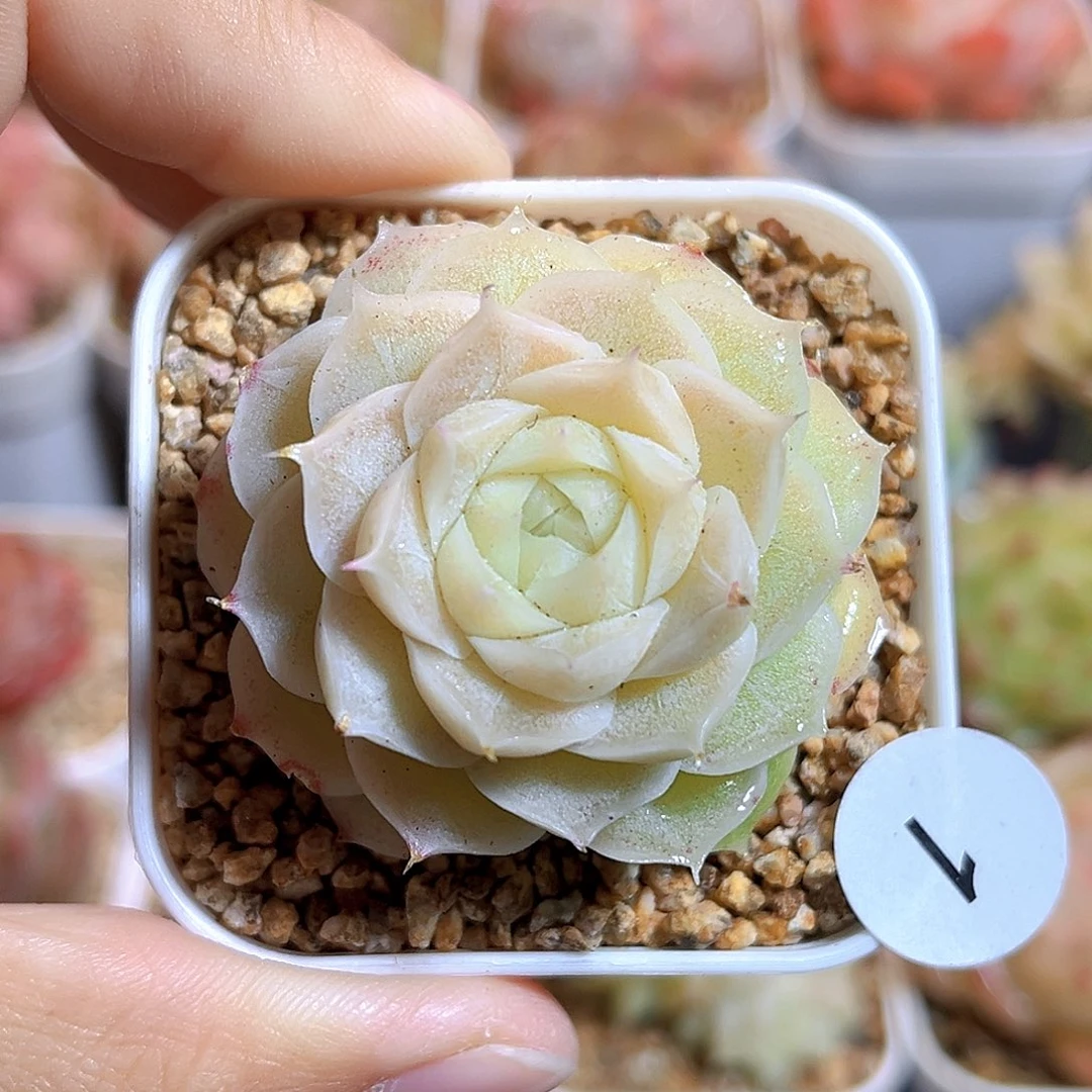 001 冰激淋虾饺 满18包邮