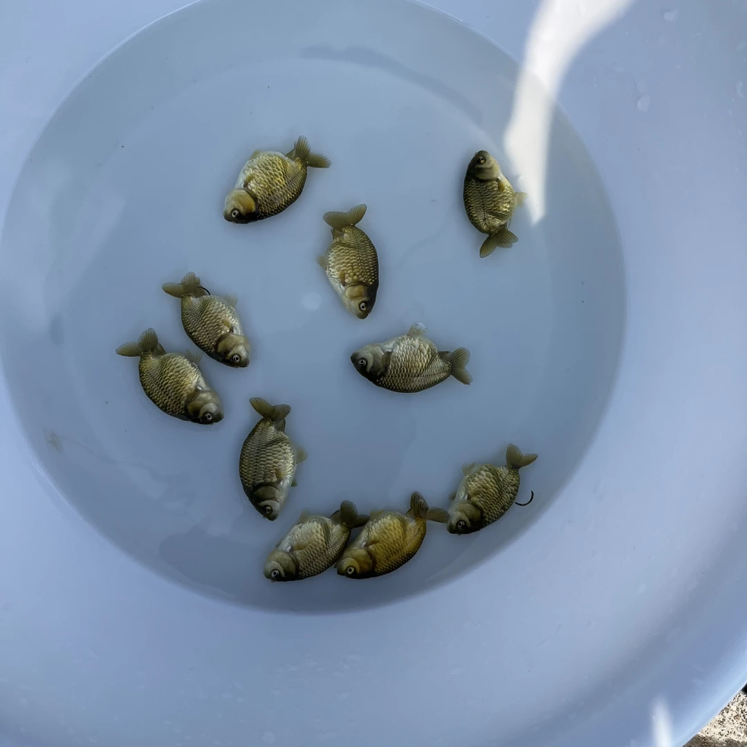 爆款兰寿红白和花寿苗56公分左右颜色搭配观赏鱼8条长沙包邮到家