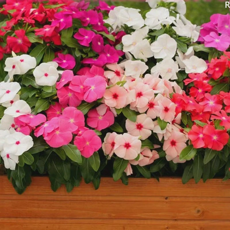 长春花种子日日春天天开花种籽易活四季播种庭院阳台盆栽耐热花卉