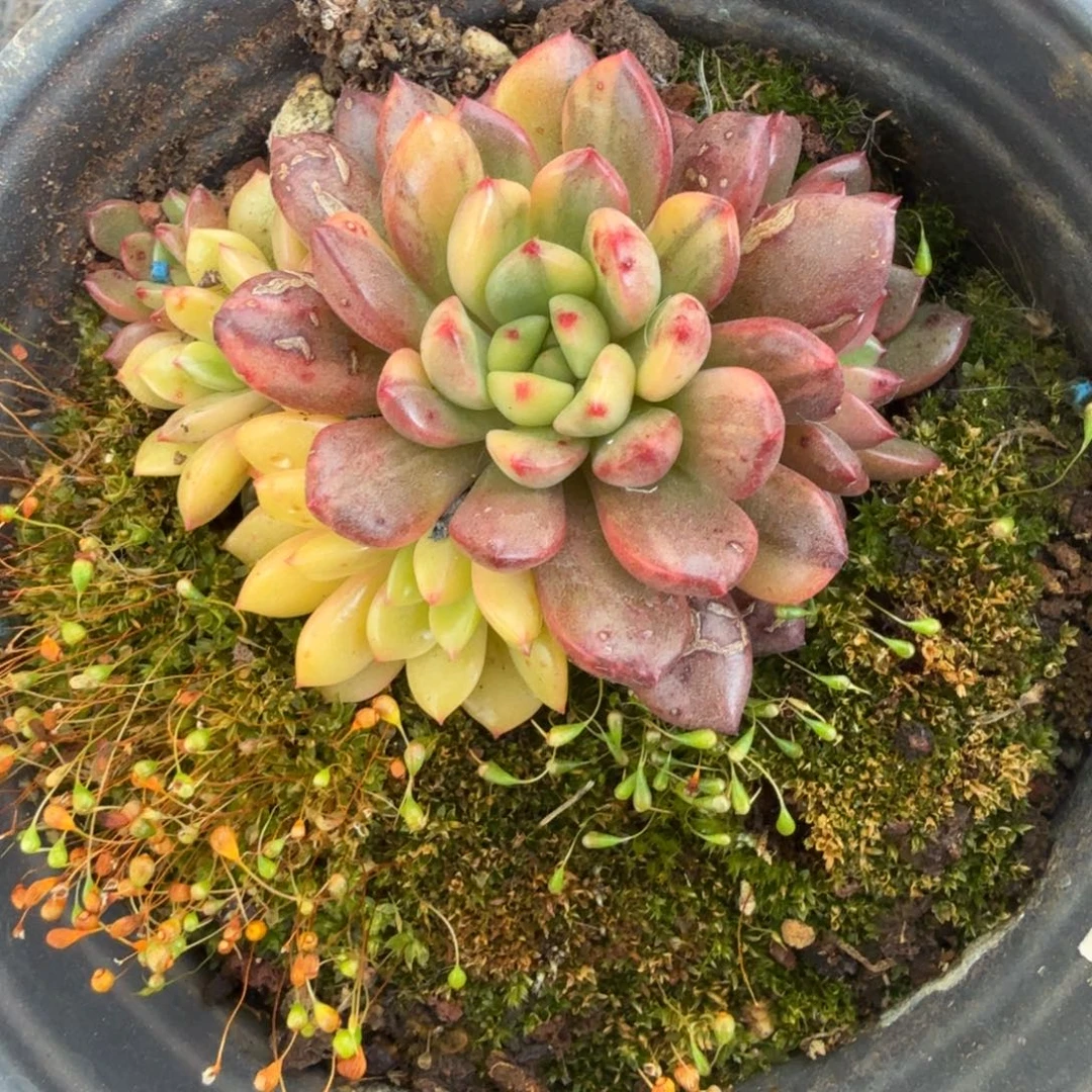 红宝石黄锦花脸群