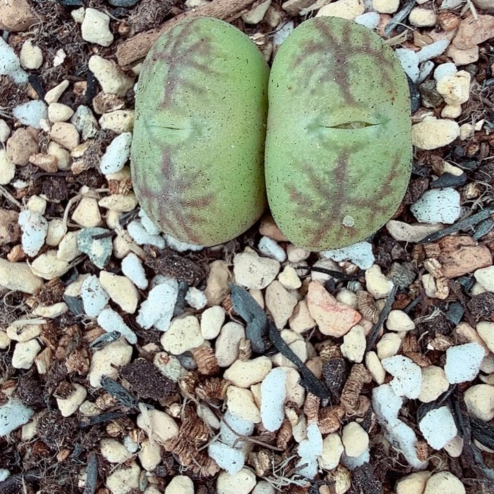 好看我好羡慕你们这只488