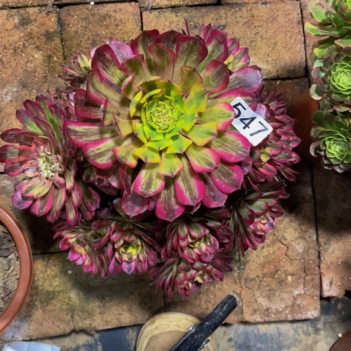 过**生547 舞天姬法师1111