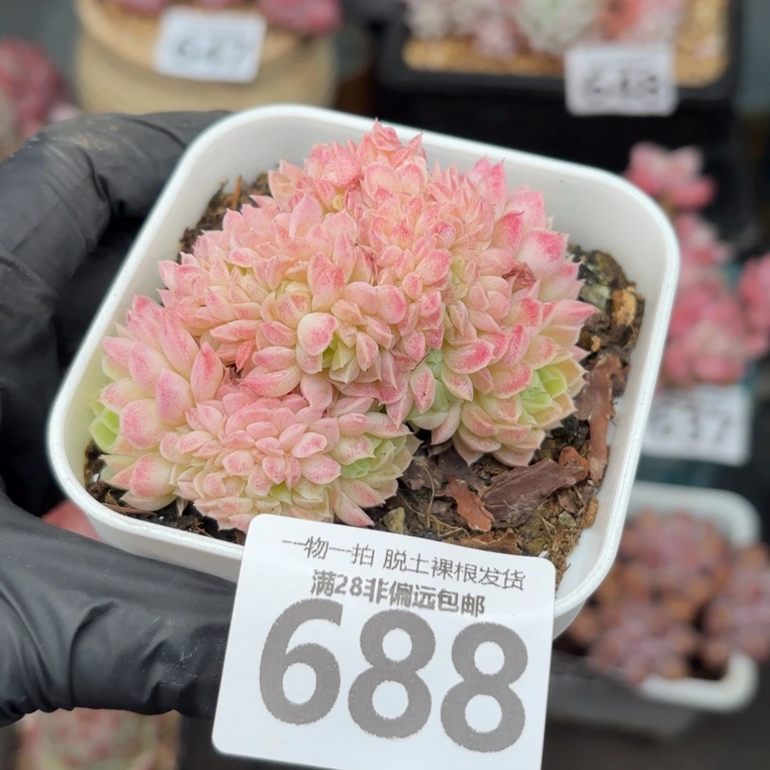 羊脂球缀化无盆土发货