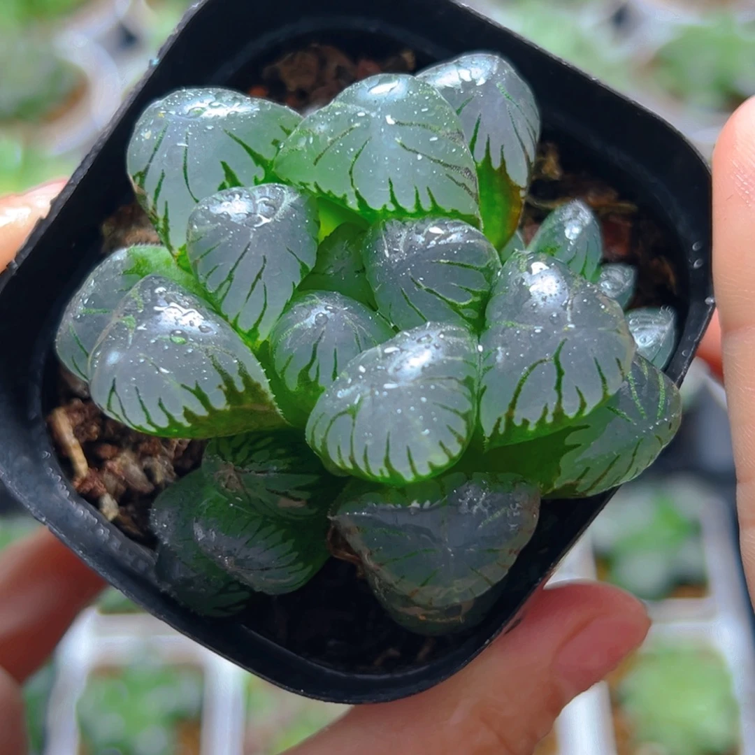 3822多肉植物一颗多肉