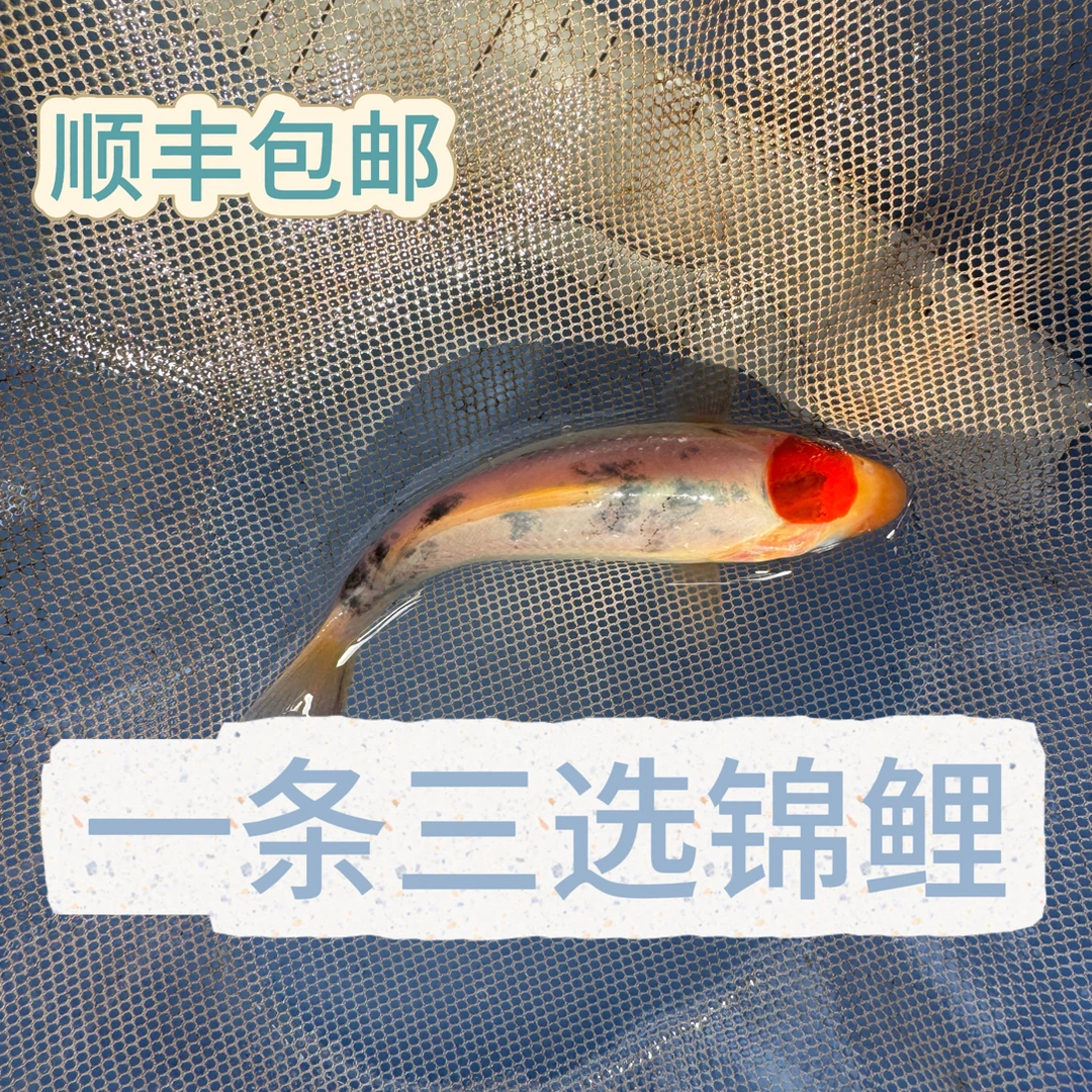 1条三选精品锦鲤（A级）