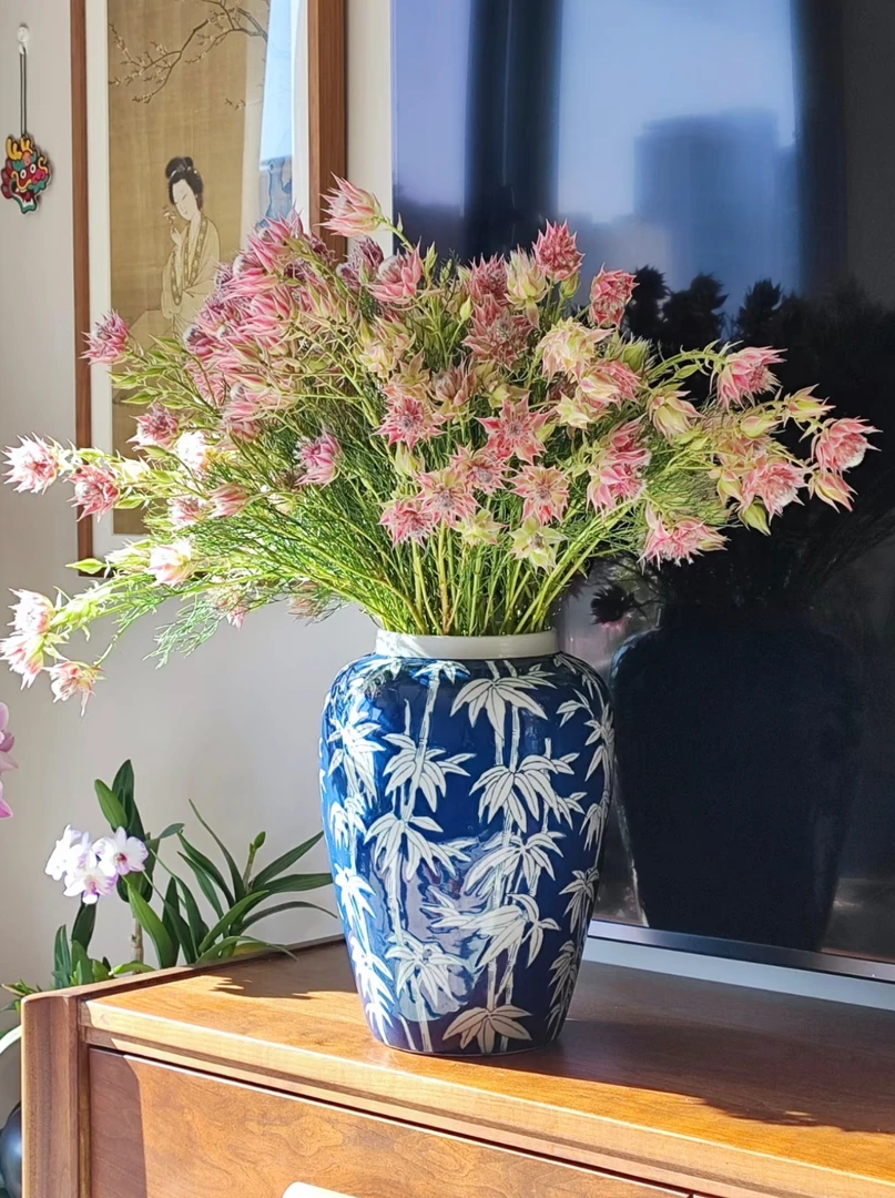 南非进口【新娘花】小众稀有花材 可做干花