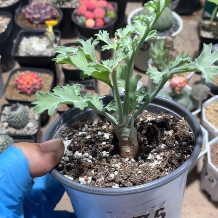 8**5175鹿茸沉香洋葵