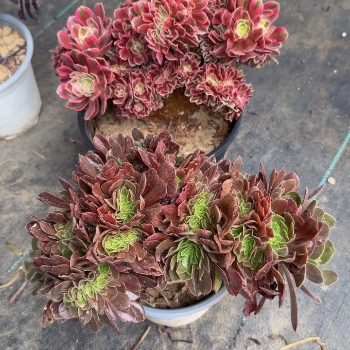 老*鼻两颗特价法师法师特特特116