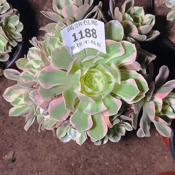 1188女妖多肉植物保护