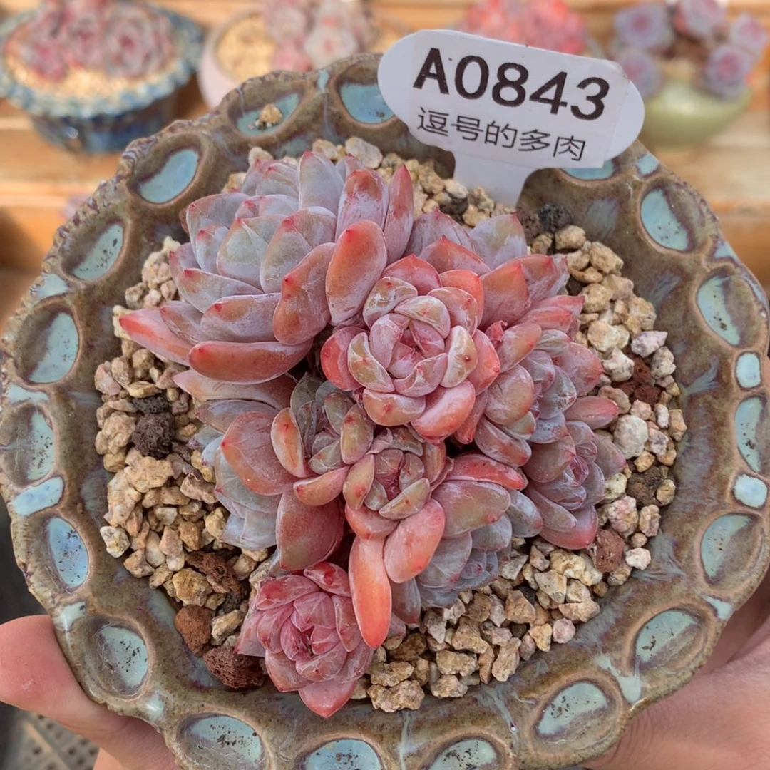 A0843 橙梦露群 有砍 10cm