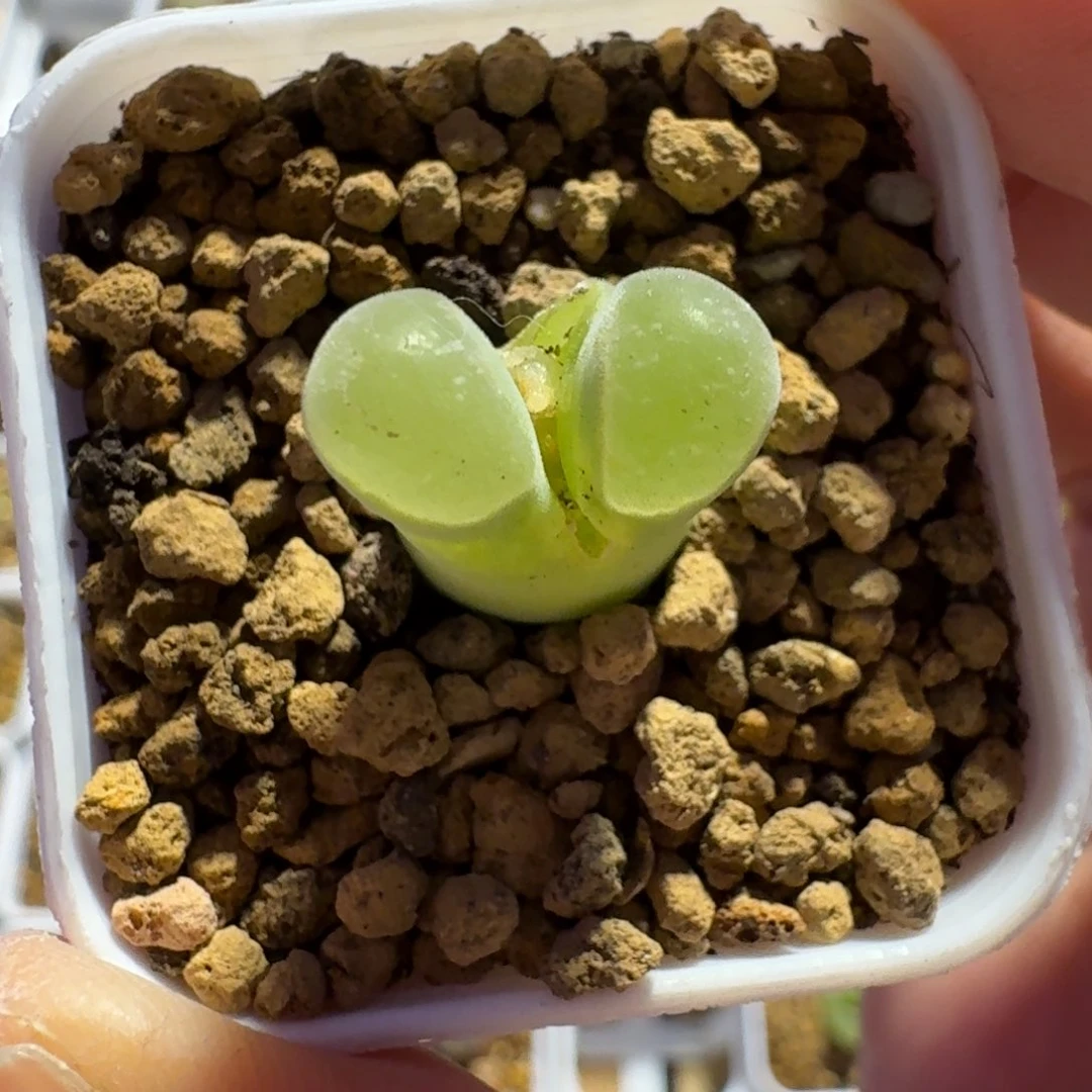 叮*猫多肉..........