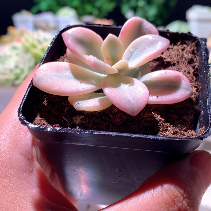 桃霜白覆轮锦有根