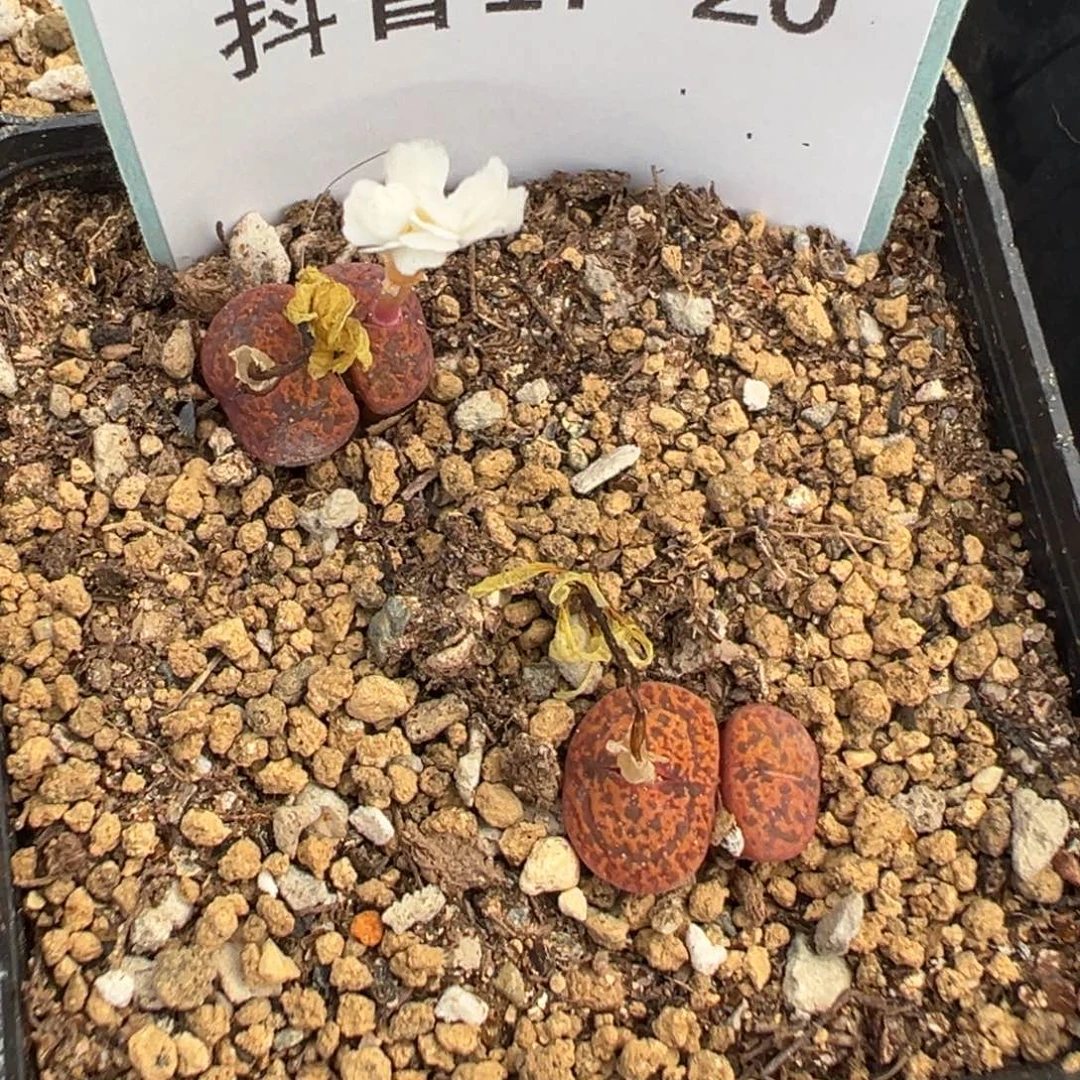 17-20m005勋章多肉植物